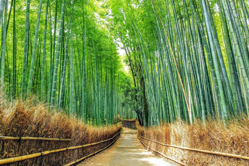 Bamboo Bamboo Tree