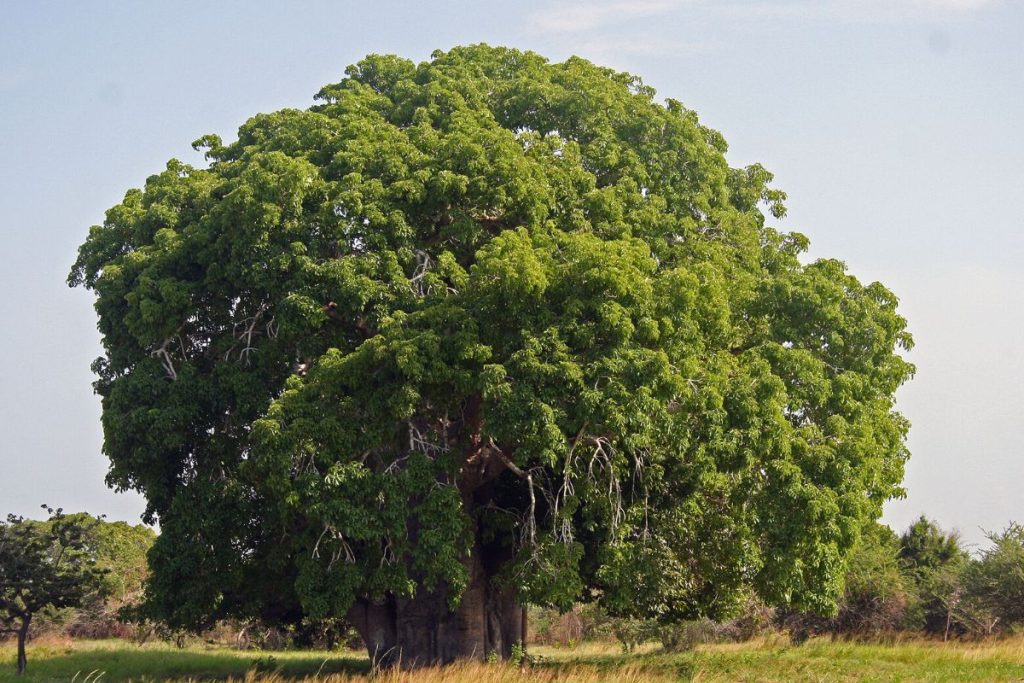 Discover the top 15 STUNNING and BEAUTIFUL Trees in the World ...