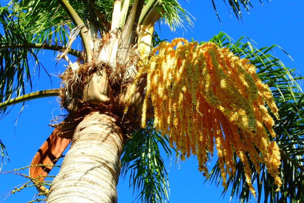 Queen Palm Tree