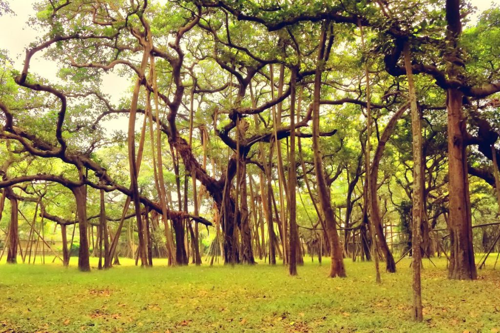  Banyan Tree