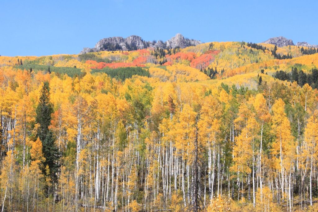 Aspen Tree