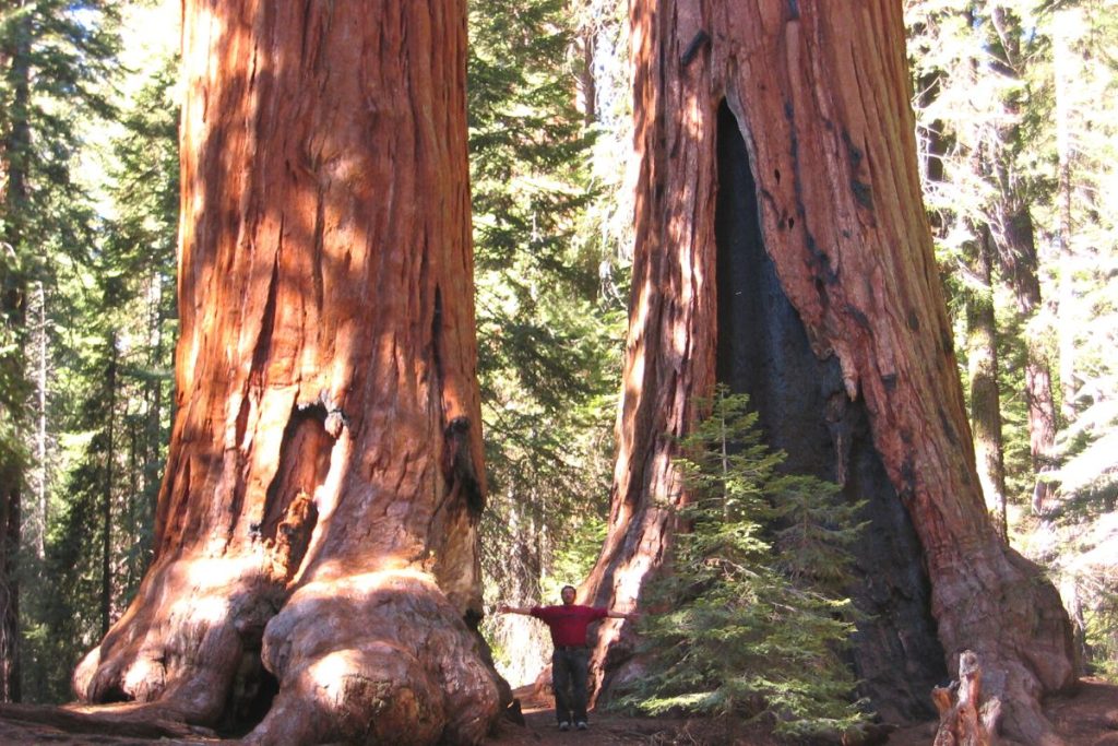 Giant Sequoias Tree
