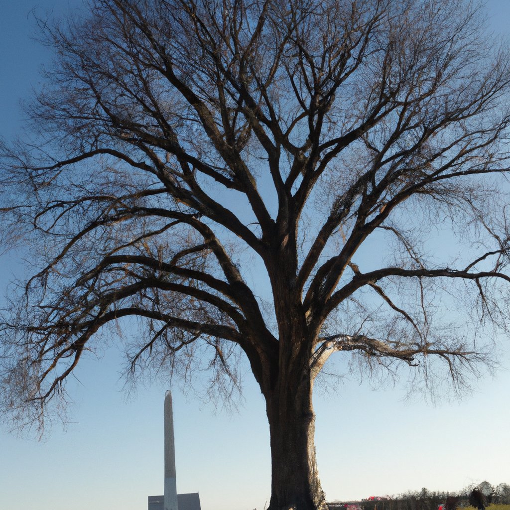 The Washington Tree