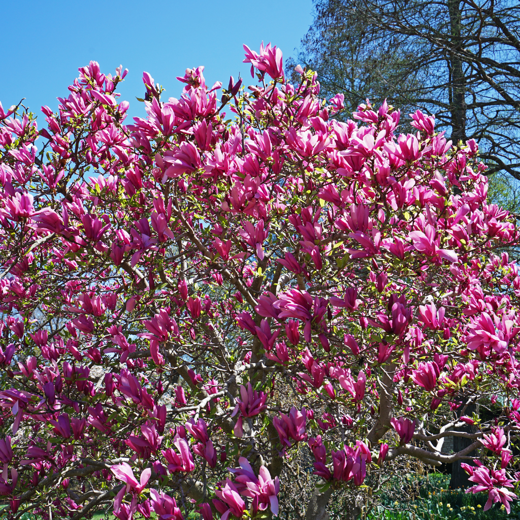 The Chinese Magnolia Tree