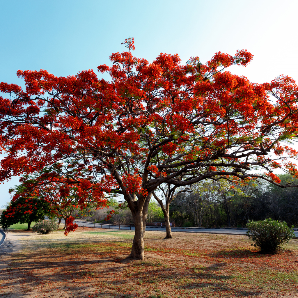 The Flamboyant Tree