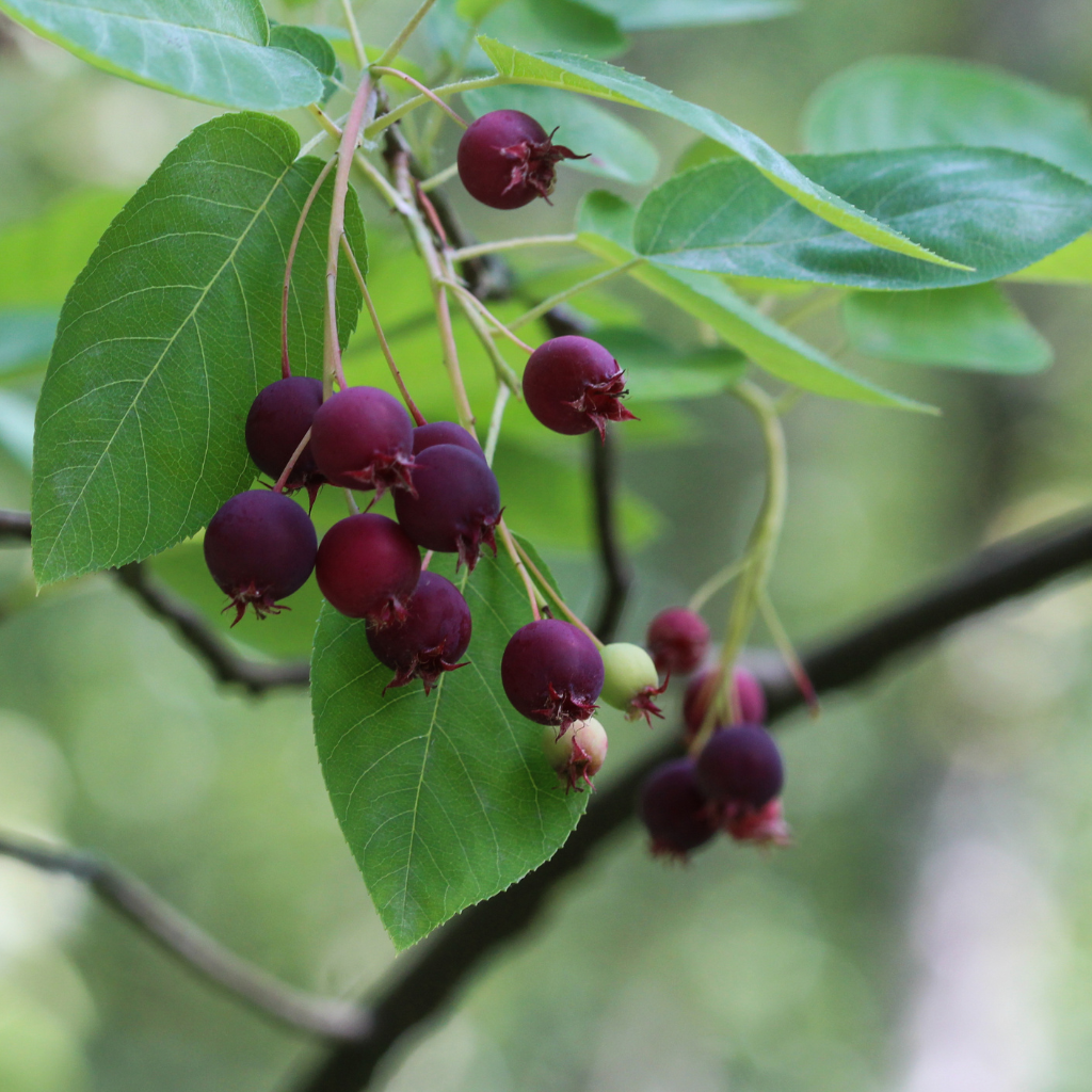 The Serviceberry Tree