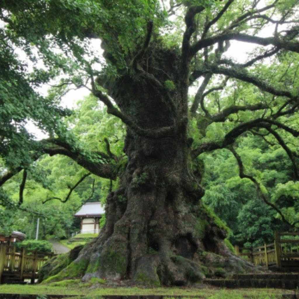 The Cinnamomum Camphora (Camphor Tree)