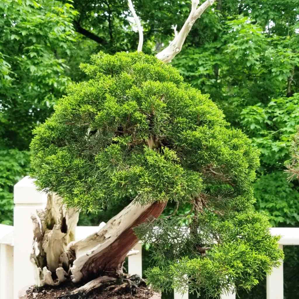 The Juniperus Chinensis (Chinese Juniper)