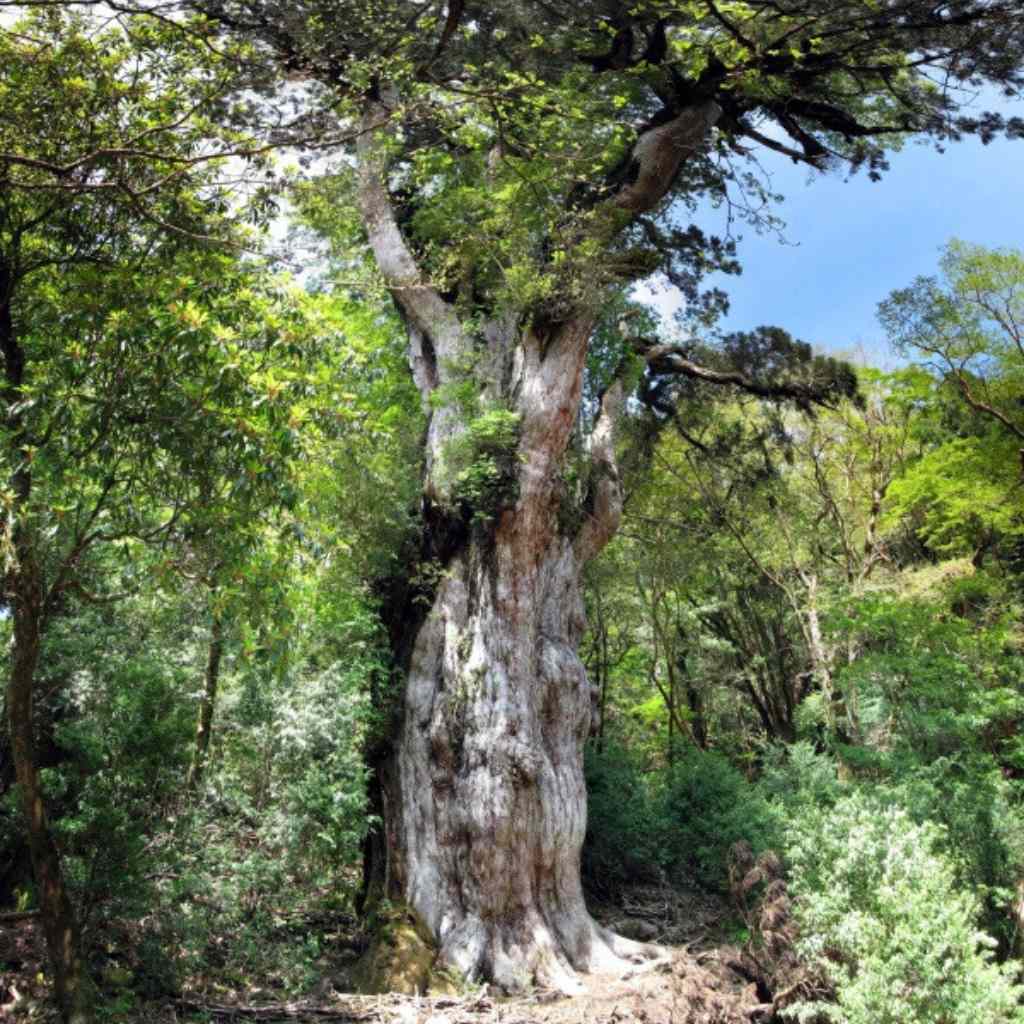 The Cryptomeria Japonica (Sugi)