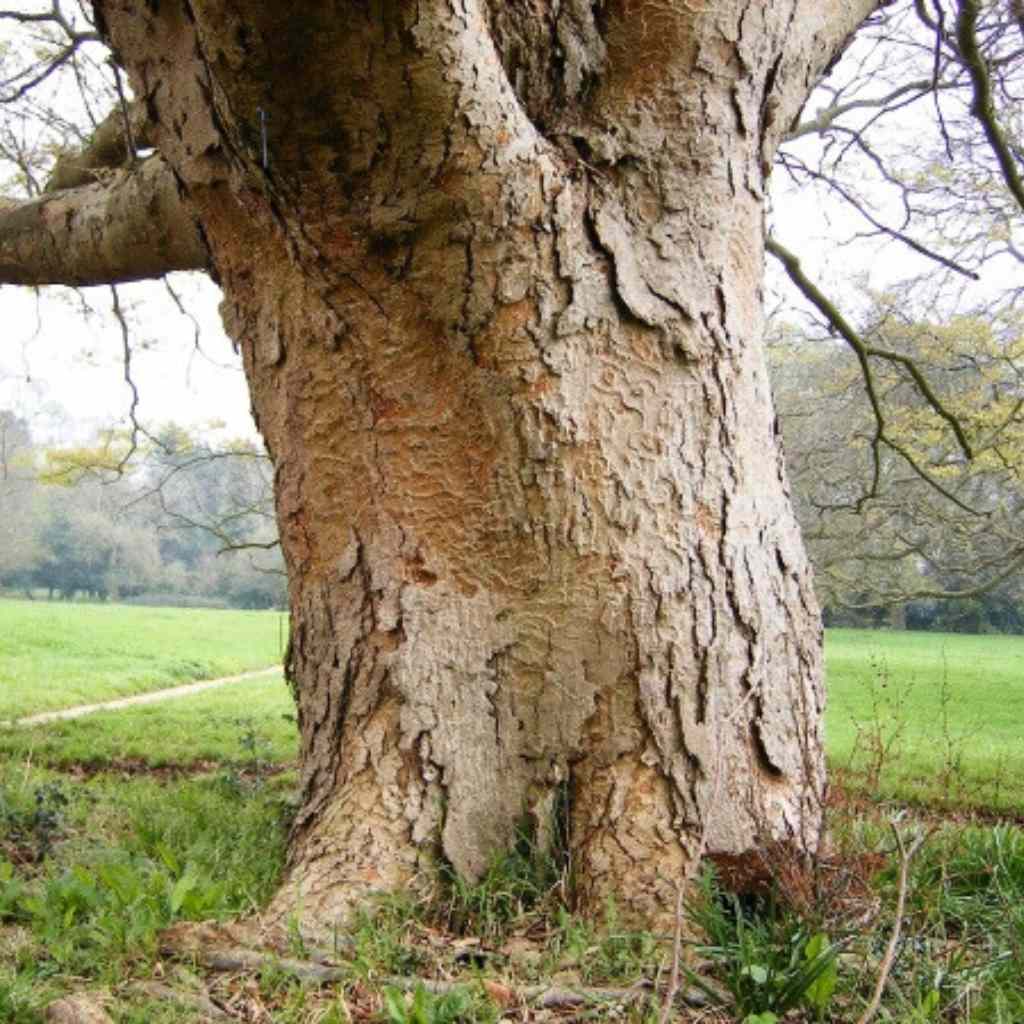 The Zelkova Serrata (Japanese Zelkova)