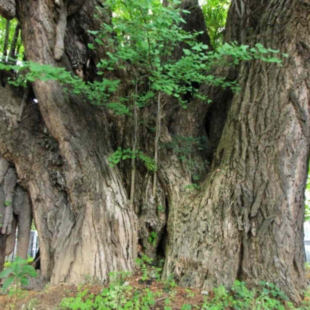 The Ginkgo Biloba (Ginkgo)