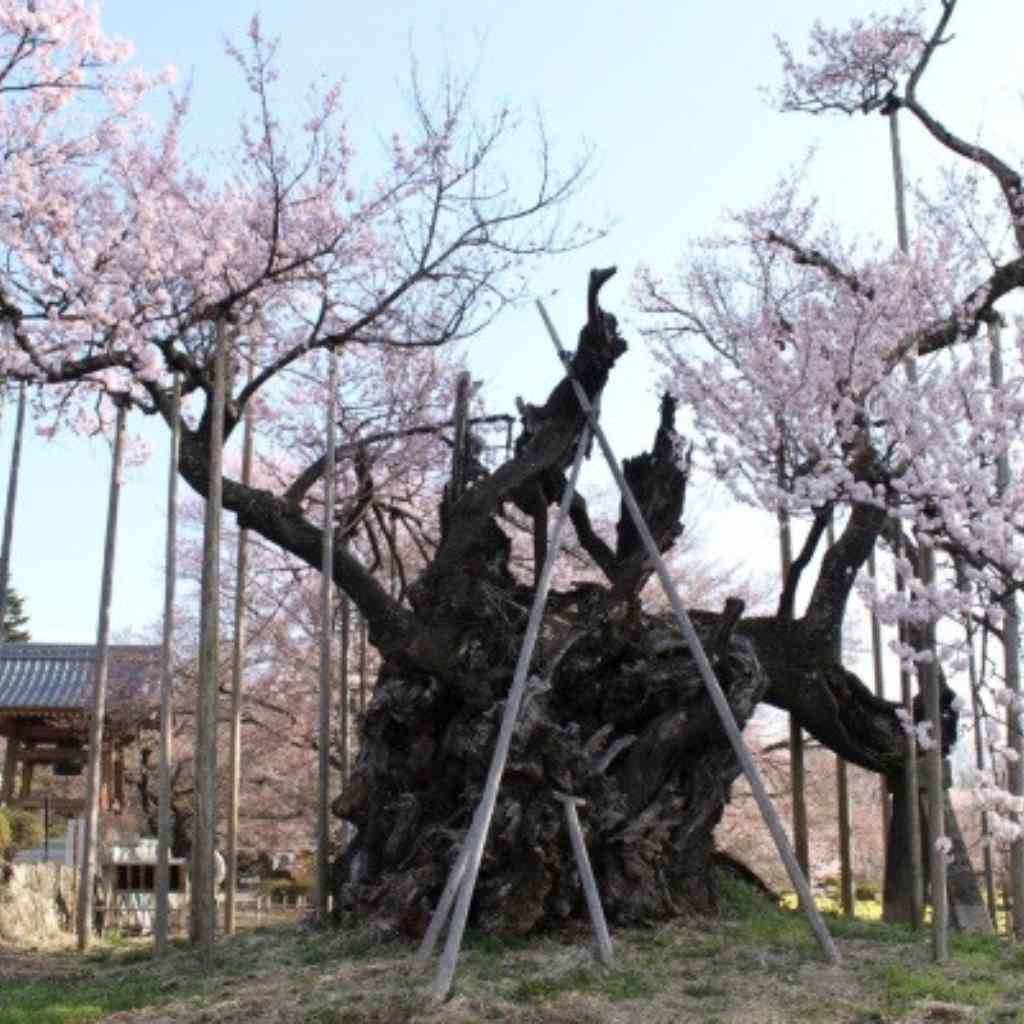 The Prunus Itosakura (P. Spachiana)