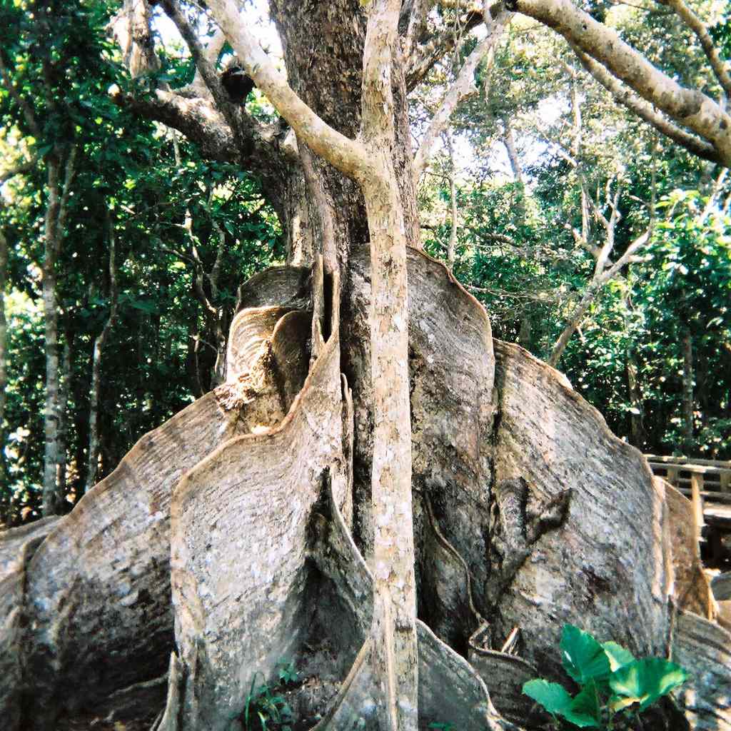 The Heritiera littoralis (Looking-glass Mangrove)