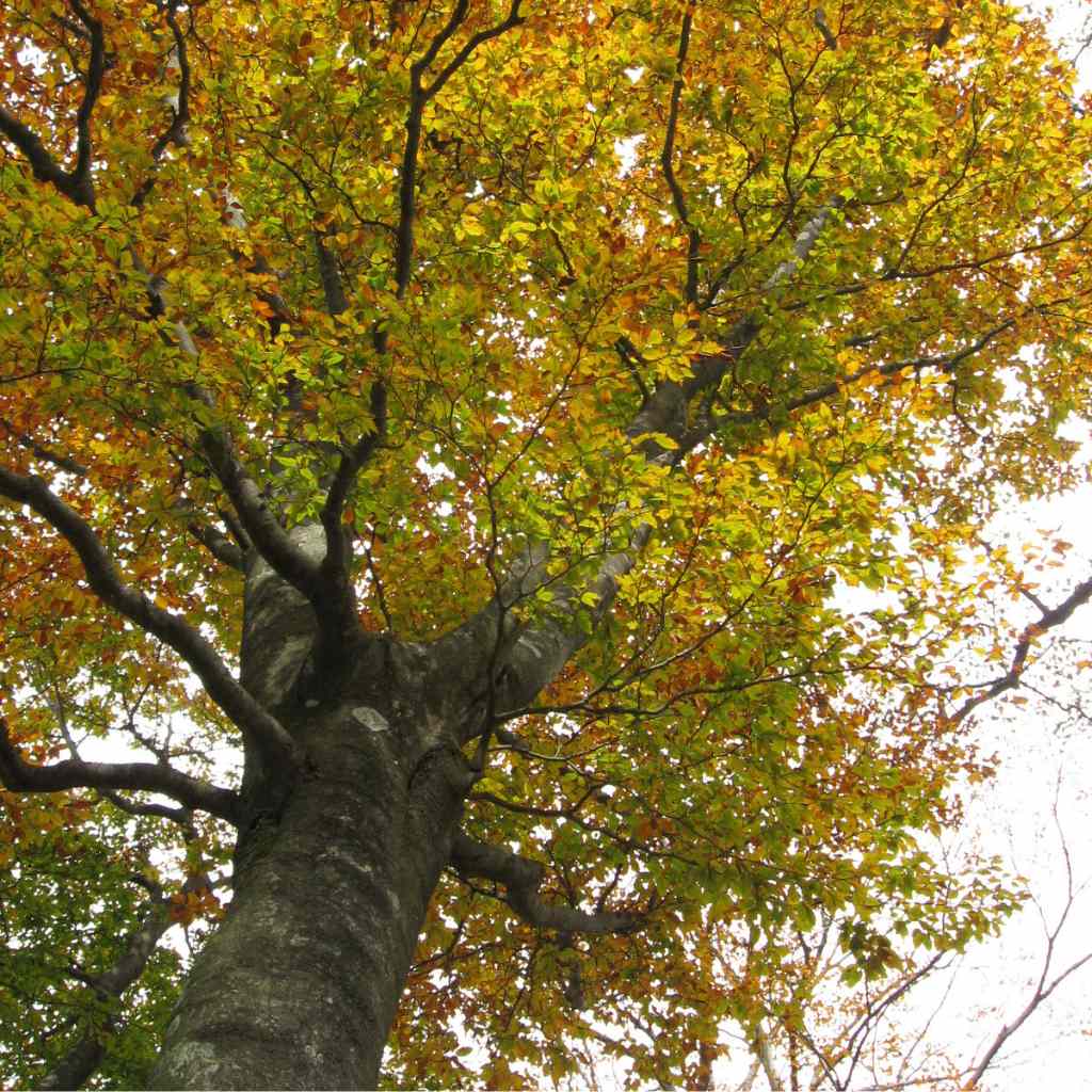 The Fagus Crenata (Japanese Beech)