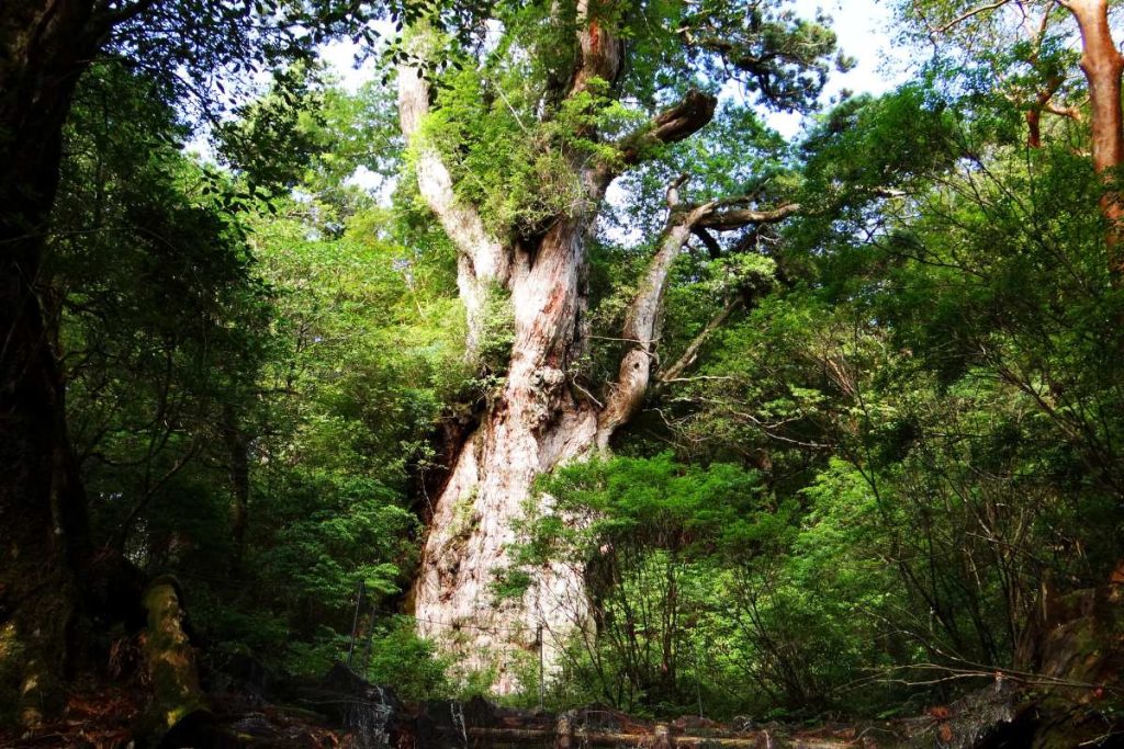 Journey into Japan's Past with a Glimpse at its Oldest Living Trees
