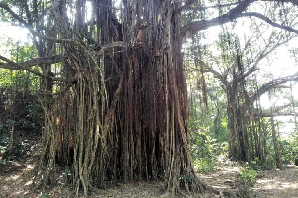 Characteristics and Features of the Banyan Tree