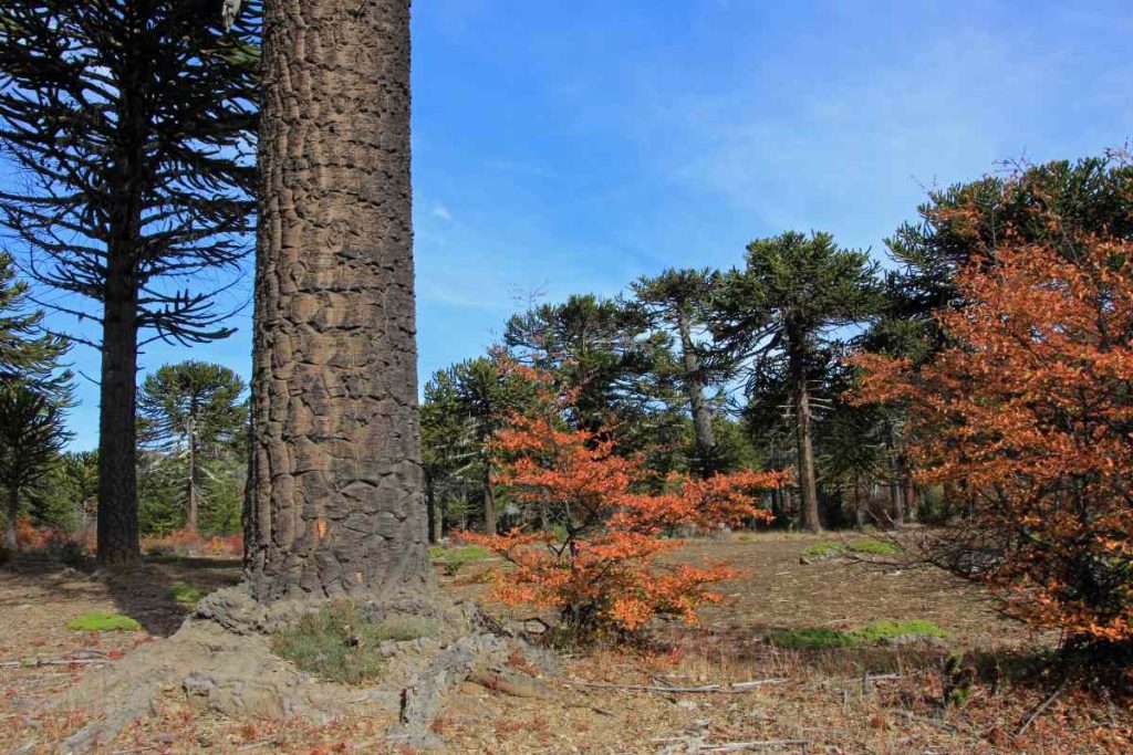 Characteristics of Ancient Araucaria Bidwillii Trees