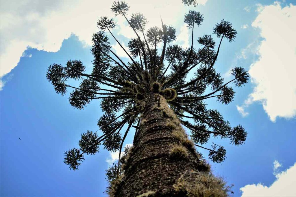 Discovering the Oldest Araucaria Bidwillii Trees
