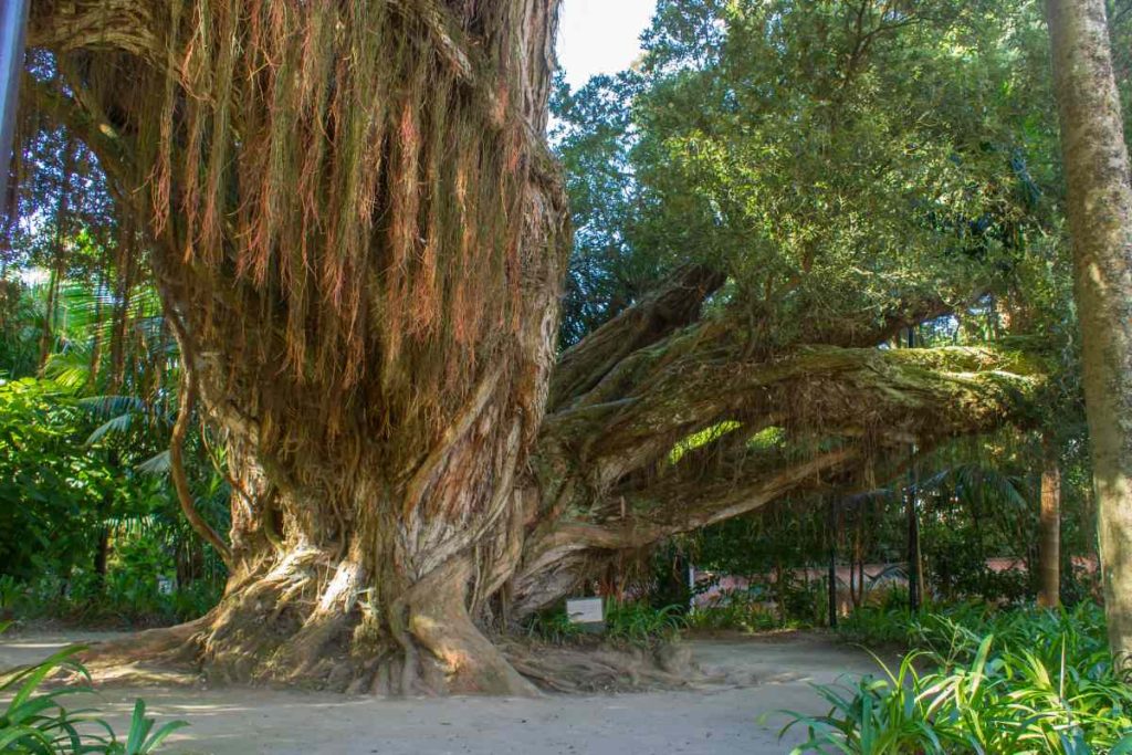 The Banyan Tree Exploring the World's Largest Tree