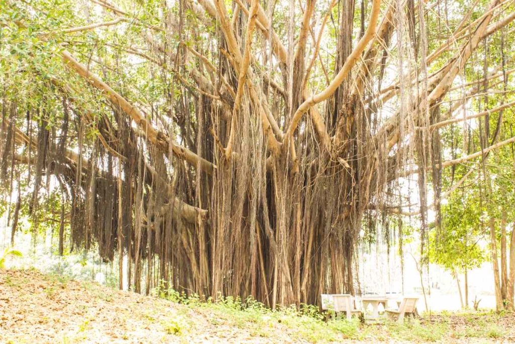 The Banyan Tree's Medicinal Properties and Uses