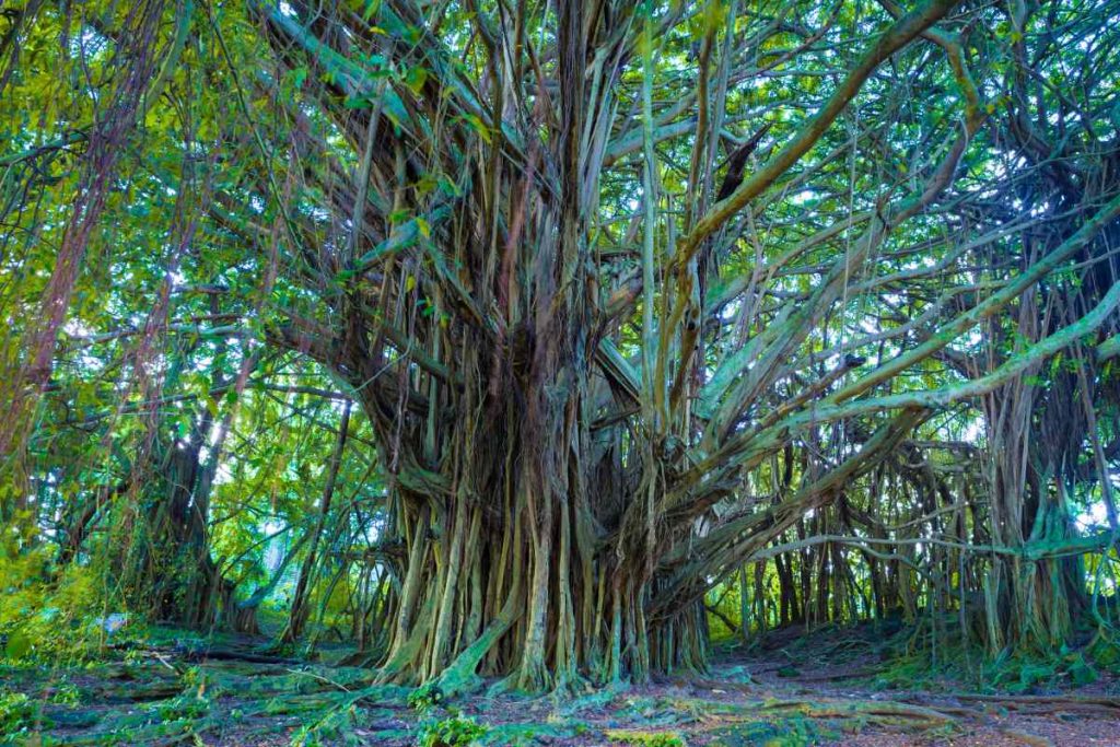 The Banyan Tree's Role in the Ecosystem