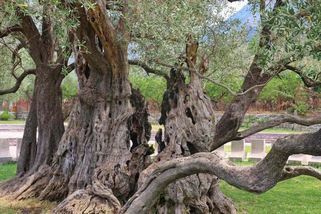 The Discovery of the World's Oldest Olive Tree