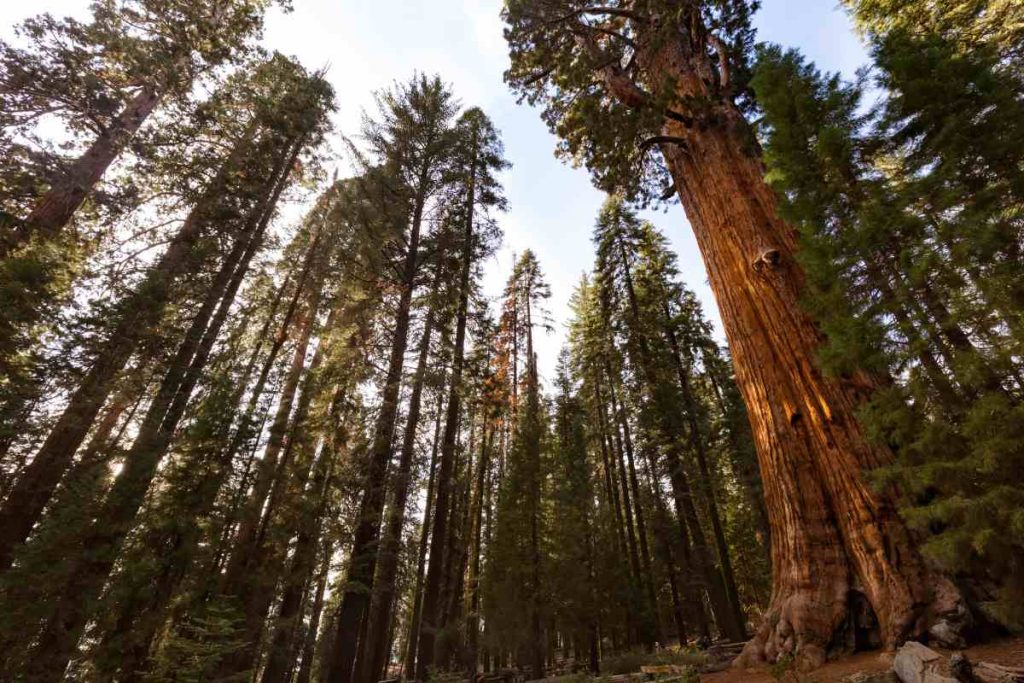 The History and Significance of the General Sherman Trees 