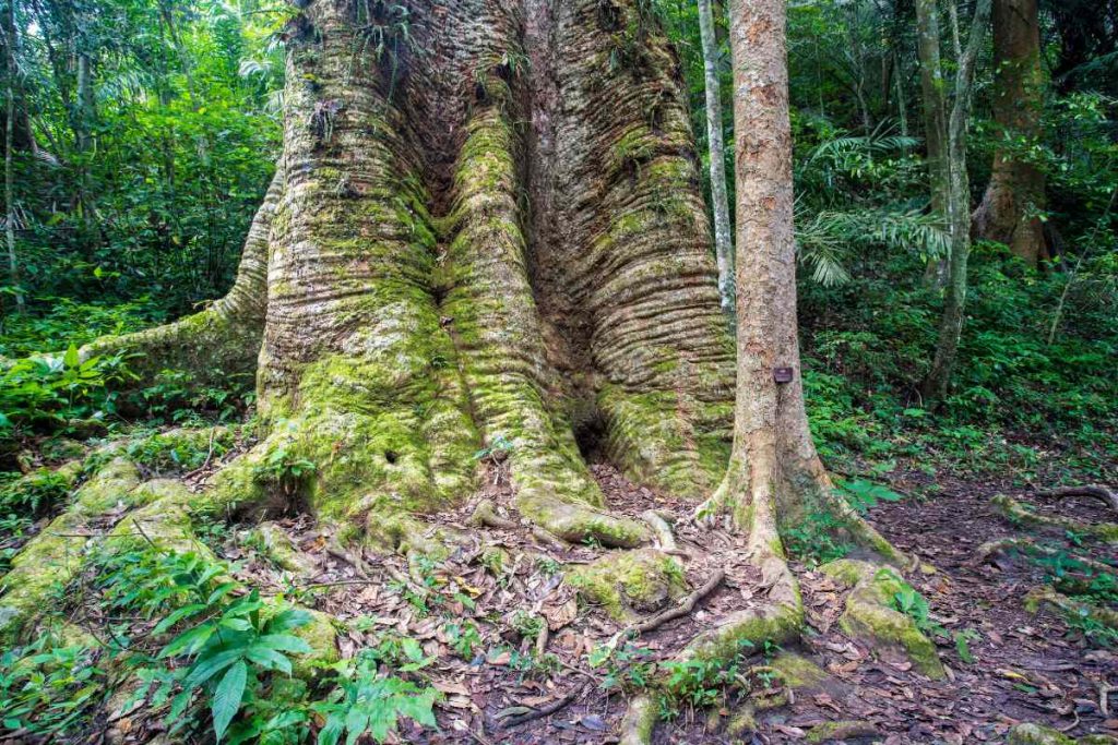 The History of Araucaria Bidwillii Trees