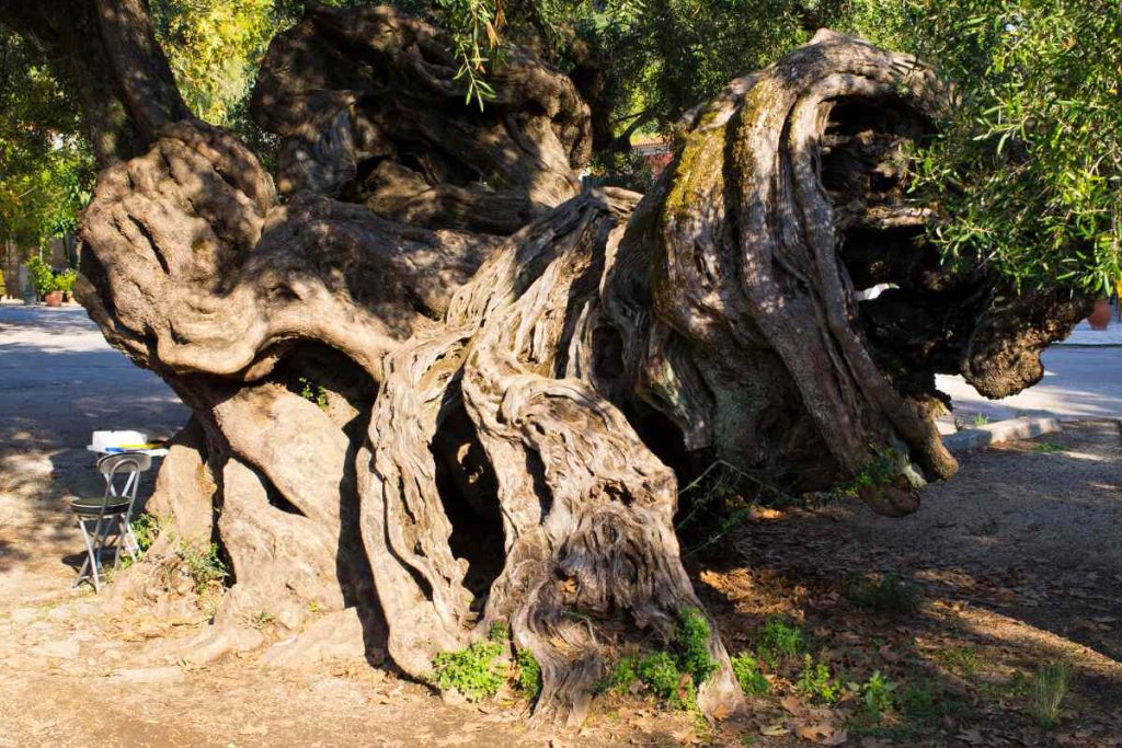 The Threats Facing the Oldest Olive Tree and Other Ancient Trees