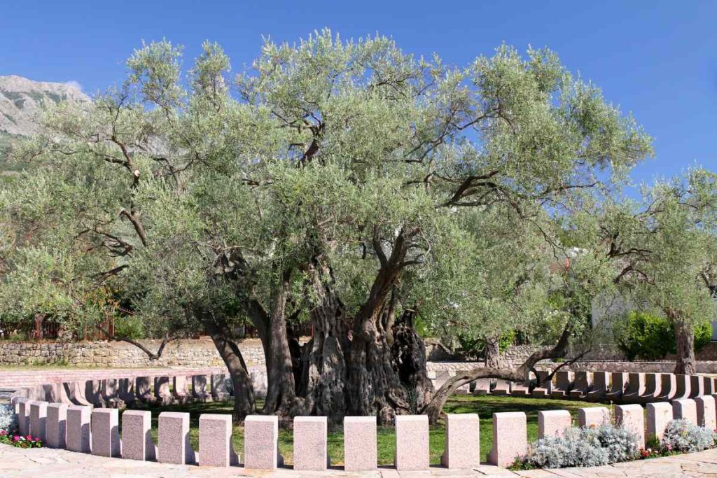 Uncovering the Secrets of the World's Oldest Olive Tree