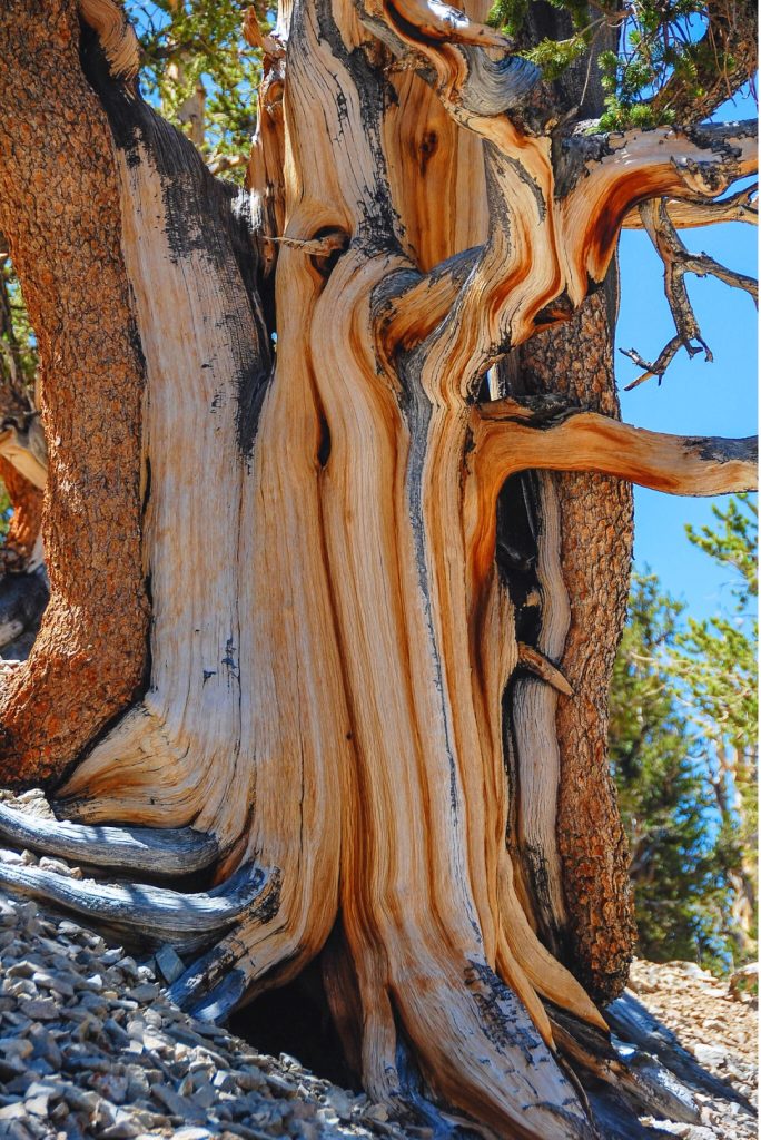 The Timeless Beauty and Resilience of Bristlecone Pines