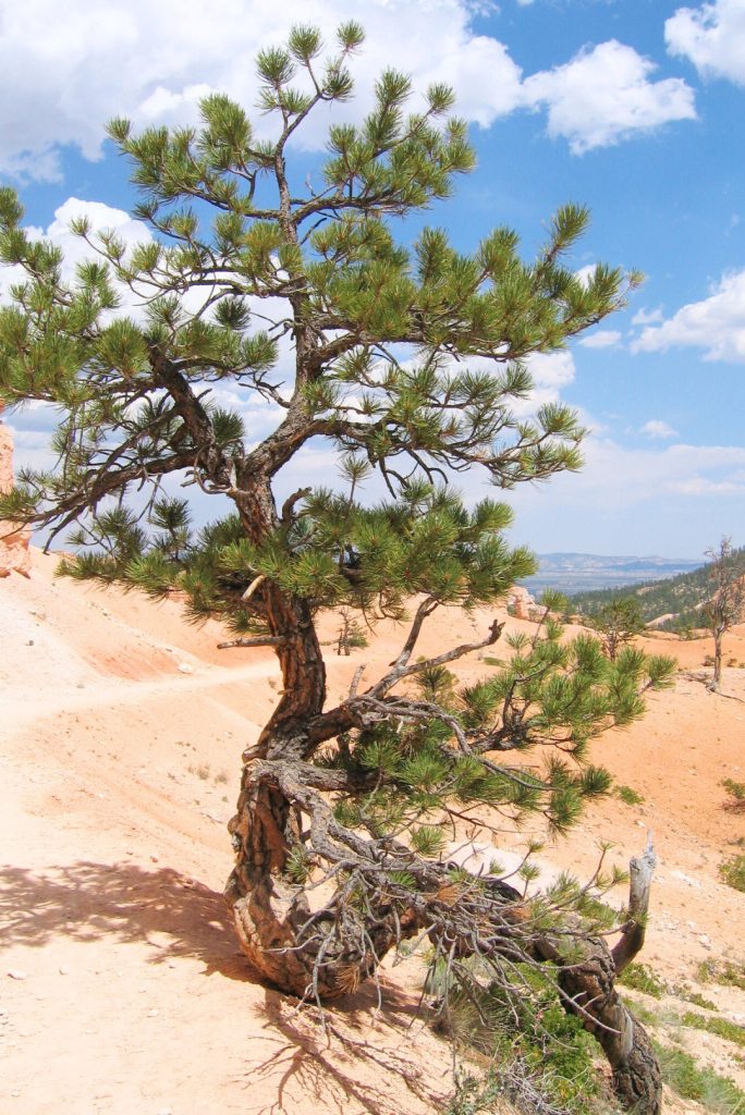 The Bristlecone Pines of Bryce Canyon