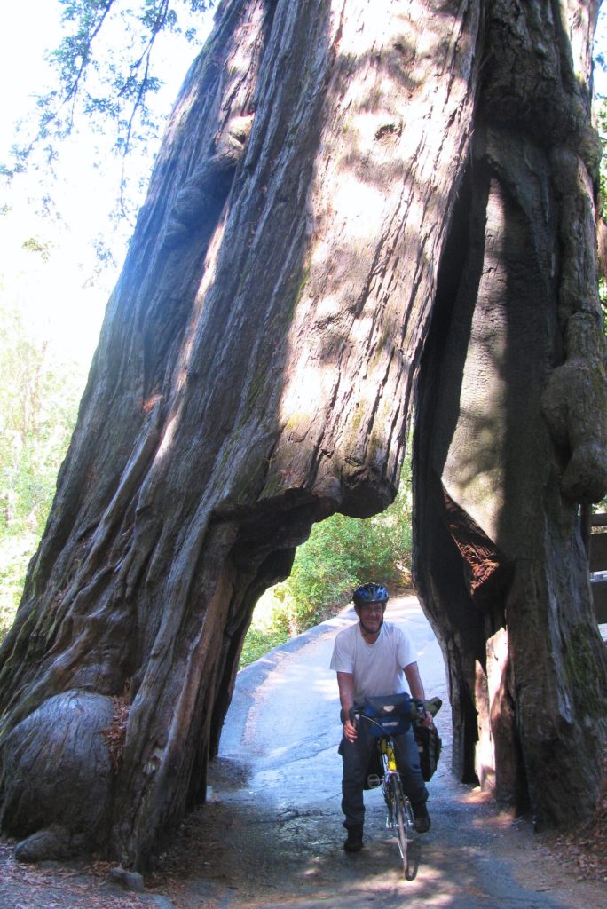 Biking Through an Ancient Redwood Tree